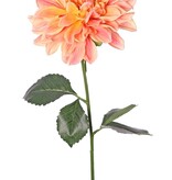Dahlie 'Garden Joy' mit 1 Blüte (Ø 17 cm) und 5 Blättern, 70 cm