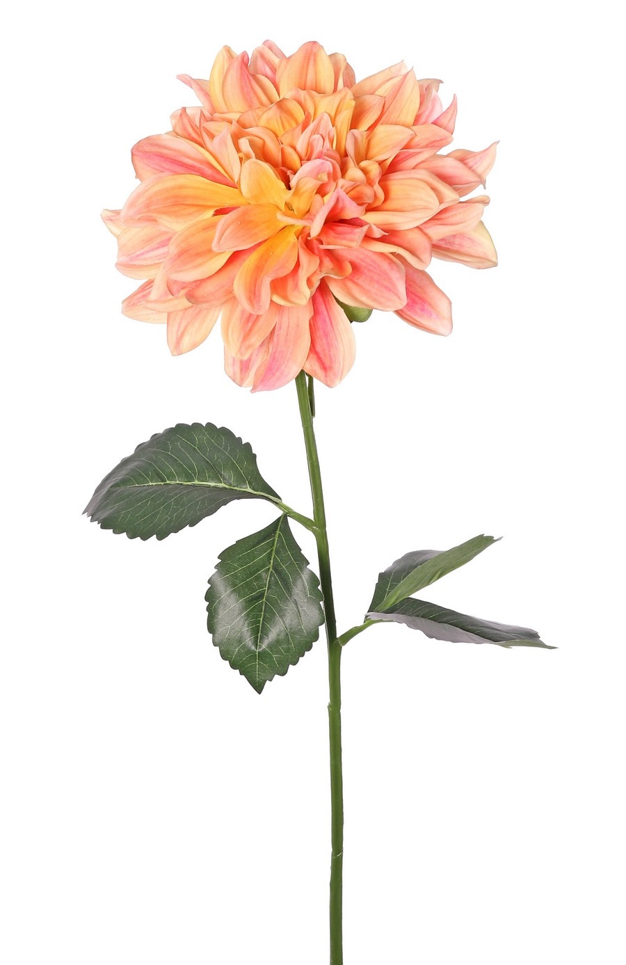 Dahlie 'Garden Joy' mit 1 Blüte (Ø 17 cm) und 5 Blättern, 70 cm