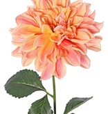 Dahlia 'Garden Joy' met 1 bloem (Ø 17 cm) & 5 bladeren, 70 cm