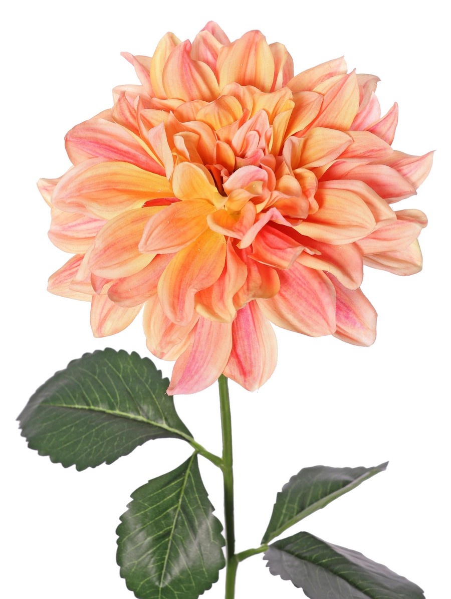 Dahlie 'Garden Joy' mit 1 Blüte (Ø 17 cm) und 5 Blättern, 70 cm