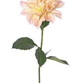 Dahlie 'Garden Joy' mit 1 Blüte (Ø 17 cm) und 5 Blättern, 70 cm