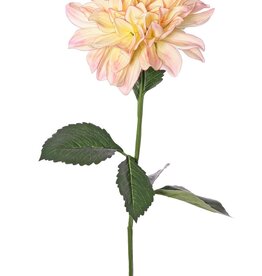 Dahlie 'Garden Joy' mit 1 Blüte (Ø 17 cm) und 5 Blättern, 70 cm