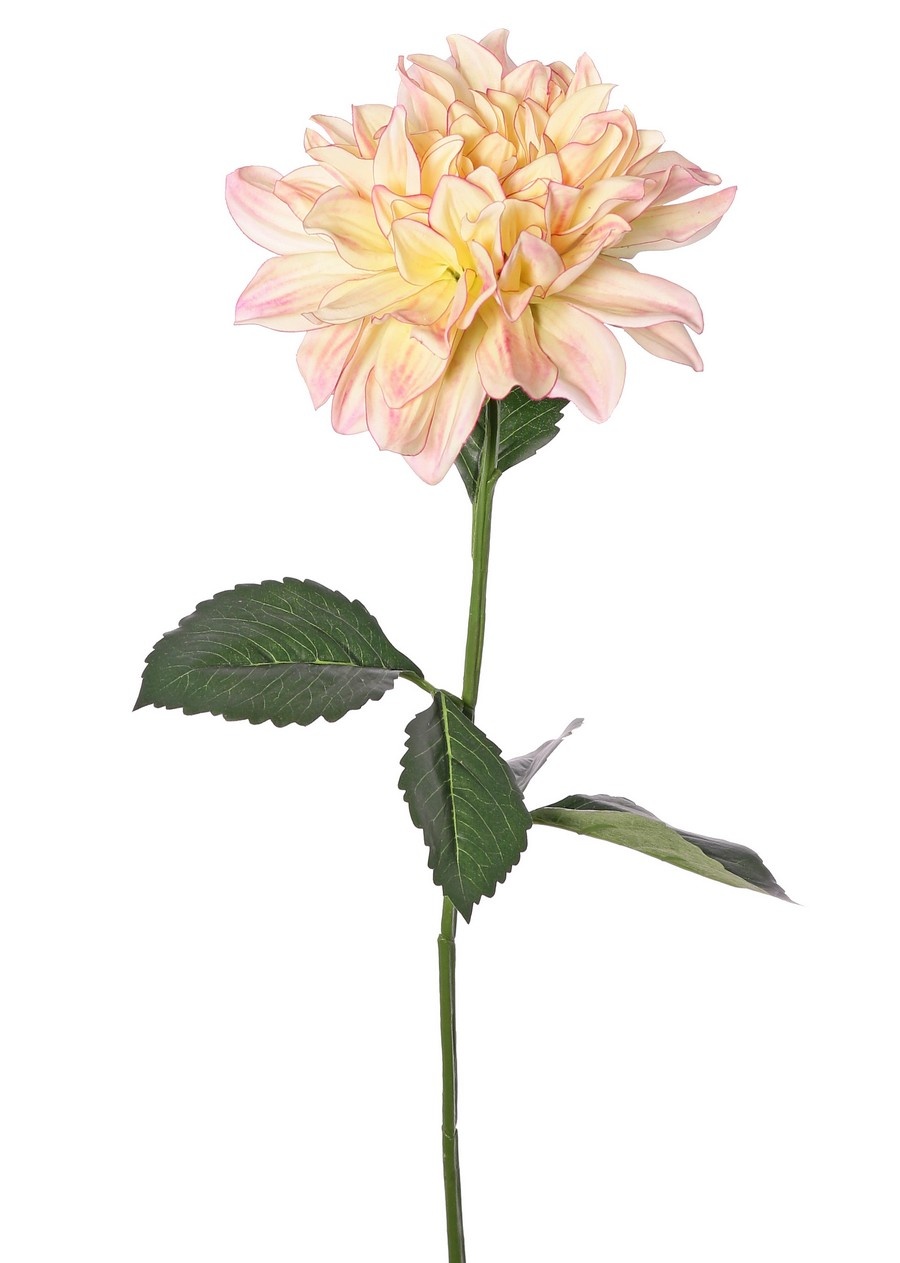 Dahlia 'Garden Joy' met 1 bloem (Ø 17 cm) & 5 bladeren, 70 cm