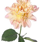 Dahlia 'Garden Joy' with 1 flower (Ø 17 cm) & 5 leaves, 70 cm