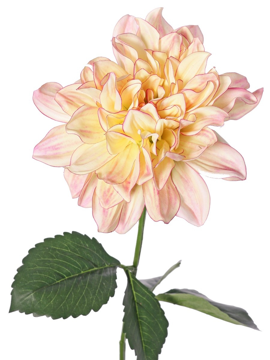 Dahlia 'Garden Joy' met 1 bloem (Ø 17 cm) & 5 bladeren, 70 cm