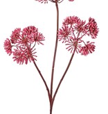 Heracleum, 3 espigas florales (aprox. Ø 12 cm), 83 cm