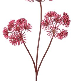 Heracleum, 3 flower spikes (approx. Ø 12 cm), 83 cm