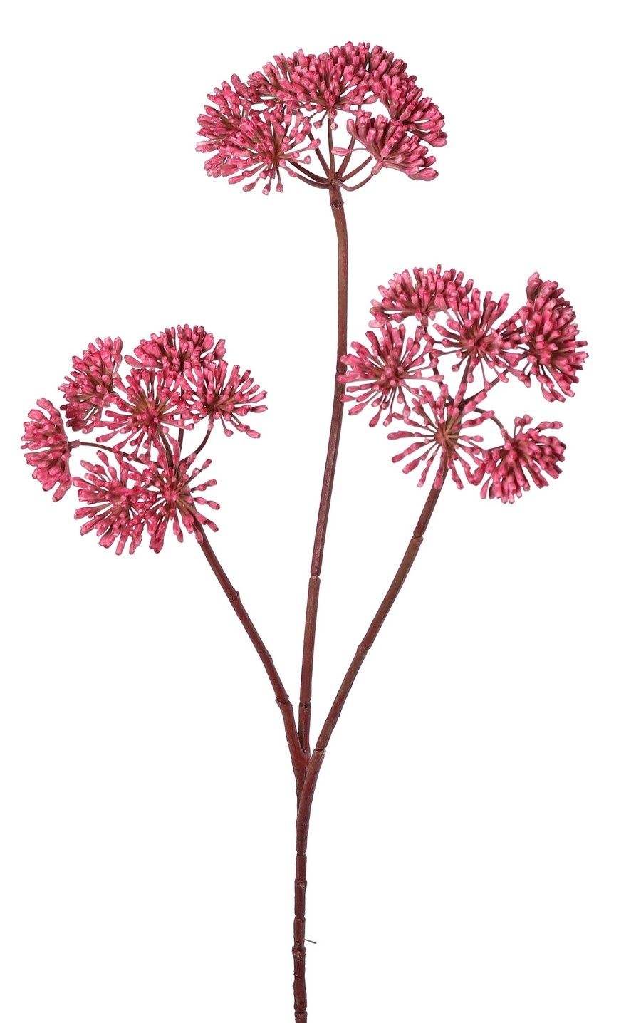 Bärenklau (Heracleum), 3 Blütenstände (ca. Ø 12 cm), 83 cm