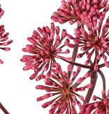 Berenklauw (Heracleum) bloemknoppen, 3 bloemschermen (ca. Ø 12 cm), 83 cm