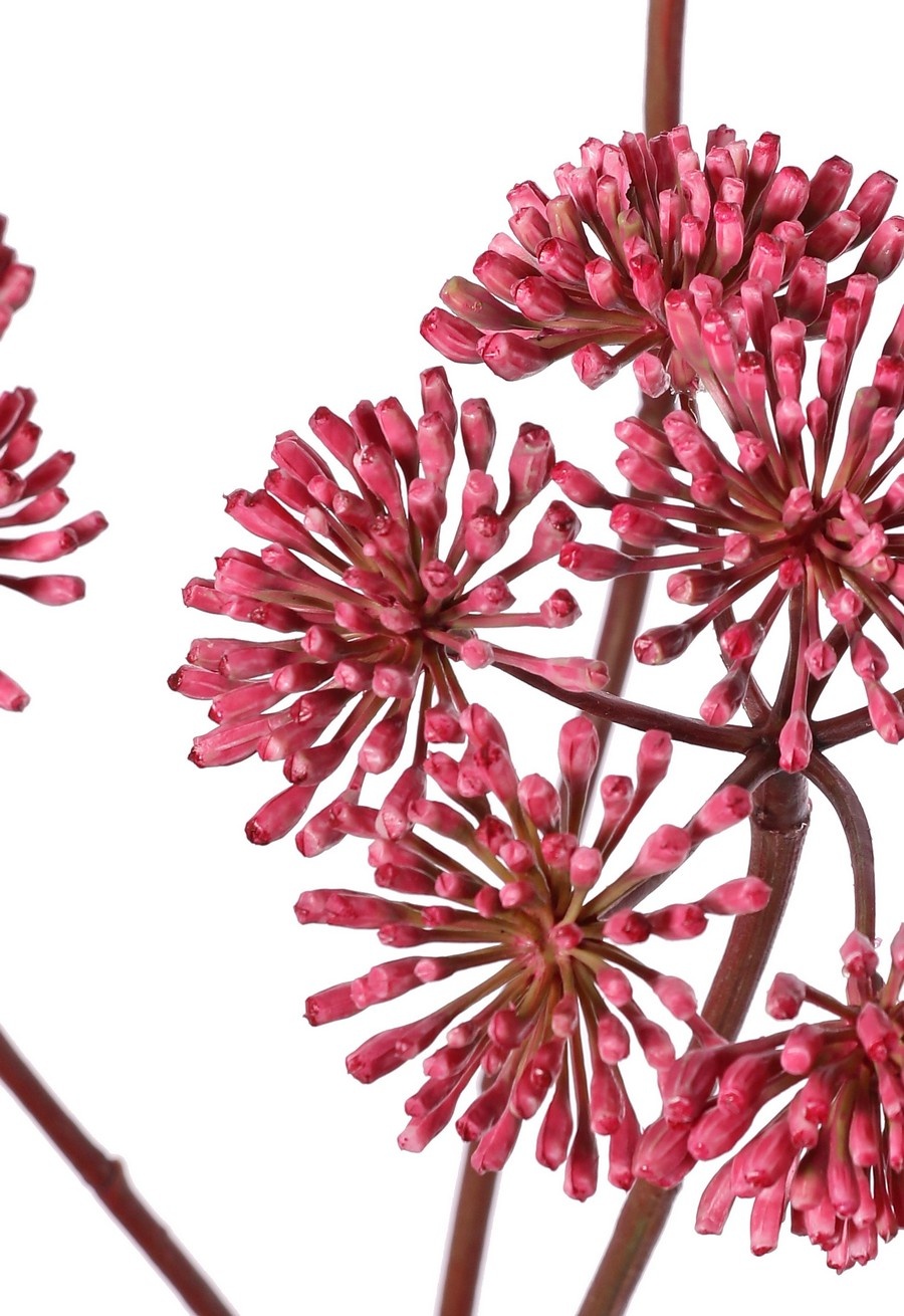 Bärenklau (Heracleum), 3 Blütenstände (ca. Ø 12 cm), 83 cm