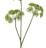 Bärenklau (Heracleum), 3 Blütenstände (ca. Ø 12 cm), 83 cm
