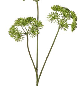 Heracleum, 3 espigas florales (aprox. Ø 12 cm), 83 cm