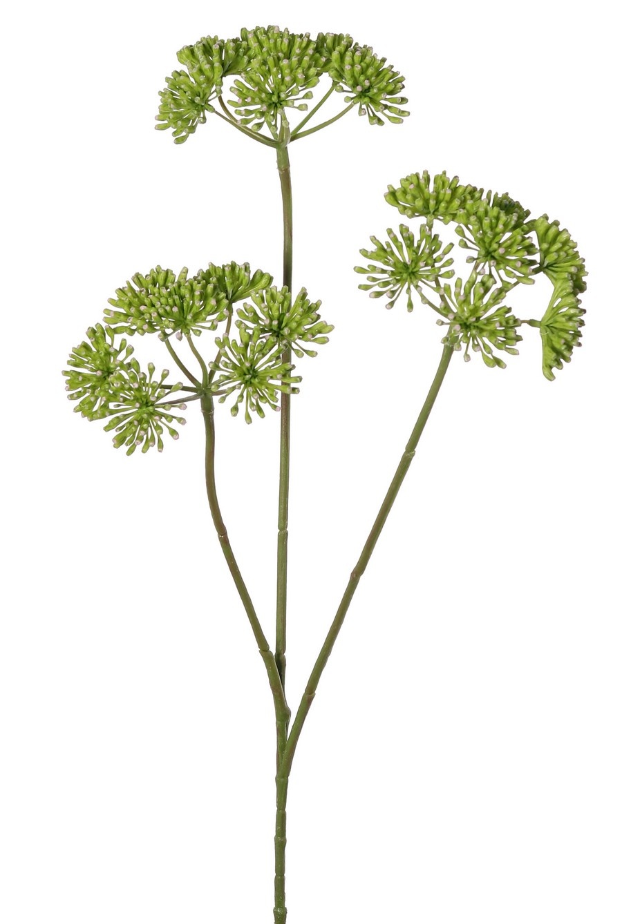 Bärenklau (Heracleum), 3 Blütenstände (ca. Ø 12 cm), 83 cm