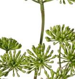 Bärenklau (Heracleum), 3 Blütenstände (ca. Ø 12 cm), 83 cm