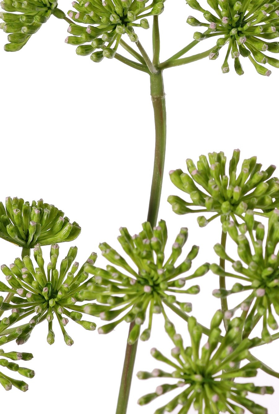 Bärenklau (Heracleum), 3 Blütenstände (ca. Ø 12 cm), 83 cm
