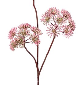 Berenklauw (Heracleum) bloemknoppen, 3 bloemschermen (ca. Ø 12 cm), 83 cm