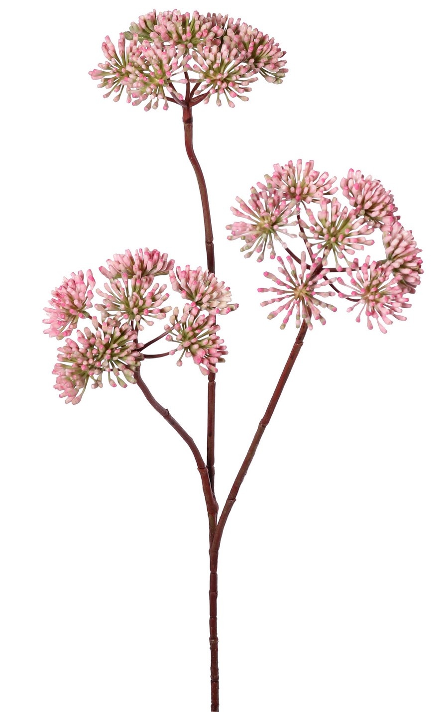 Heracleum, 3 espigas florales (aprox. Ø 12 cm), 83 cm