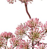 Berenklauw (Heracleum) bloemknoppen, 3 bloemschermen (ca. Ø 12 cm), 83 cm