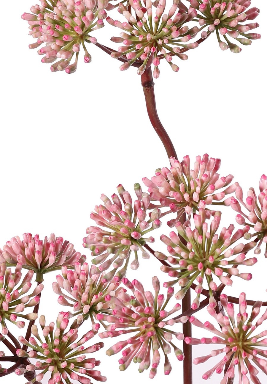 Bärenklau (Heracleum), 3 Blütenstände (ca. Ø 12 cm), 83 cm