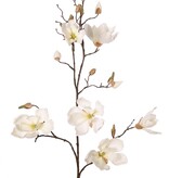 Magnolia (árbol de castor) 5x ramificado, 7 flores, 3 capullos grandes y 9 pequeños, 107 cm
