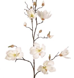 Magnolia (Beaver tree) 5x branched, 7 flowers, 3 large & 9 small flower buds, 107 cm