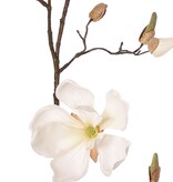 Magnolia (árbol de castor) 5x ramificado, 7 flores, 3 capullos grandes y 9 pequeños, 107 cm