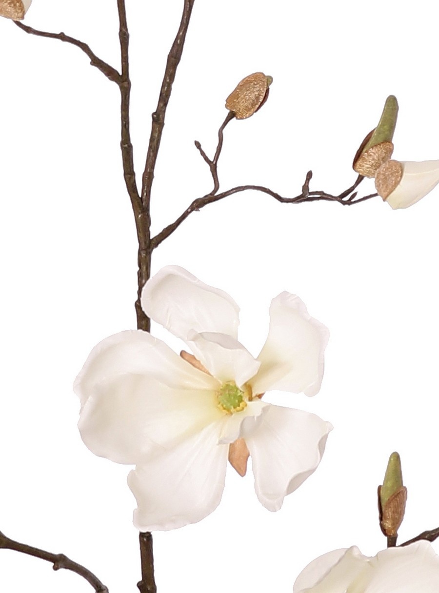 Magnolia (Beverboom) 5x vertakt, 7 bloemen, 3 grote & 9 kleine bloemknoppen, 107 cm