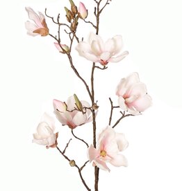 Magnolia (Beverboom) 5x vertakt, 7 bloemen, 3 grote & 9 kleine bloemknoppen, 107 cm