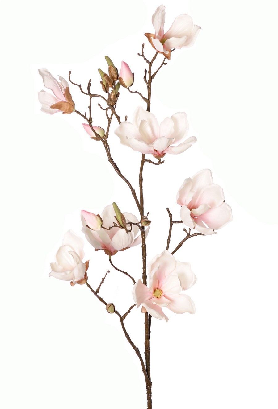Magnolia (Beaver tree) 5x branched, 7 flowers, 3 large & 9 small flower buds, 107 cm