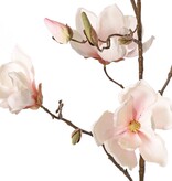 Magnolia (Beverboom) 5x vertakt, 7 bloemen, 3 grote & 9 kleine bloemknoppen, 107 cm