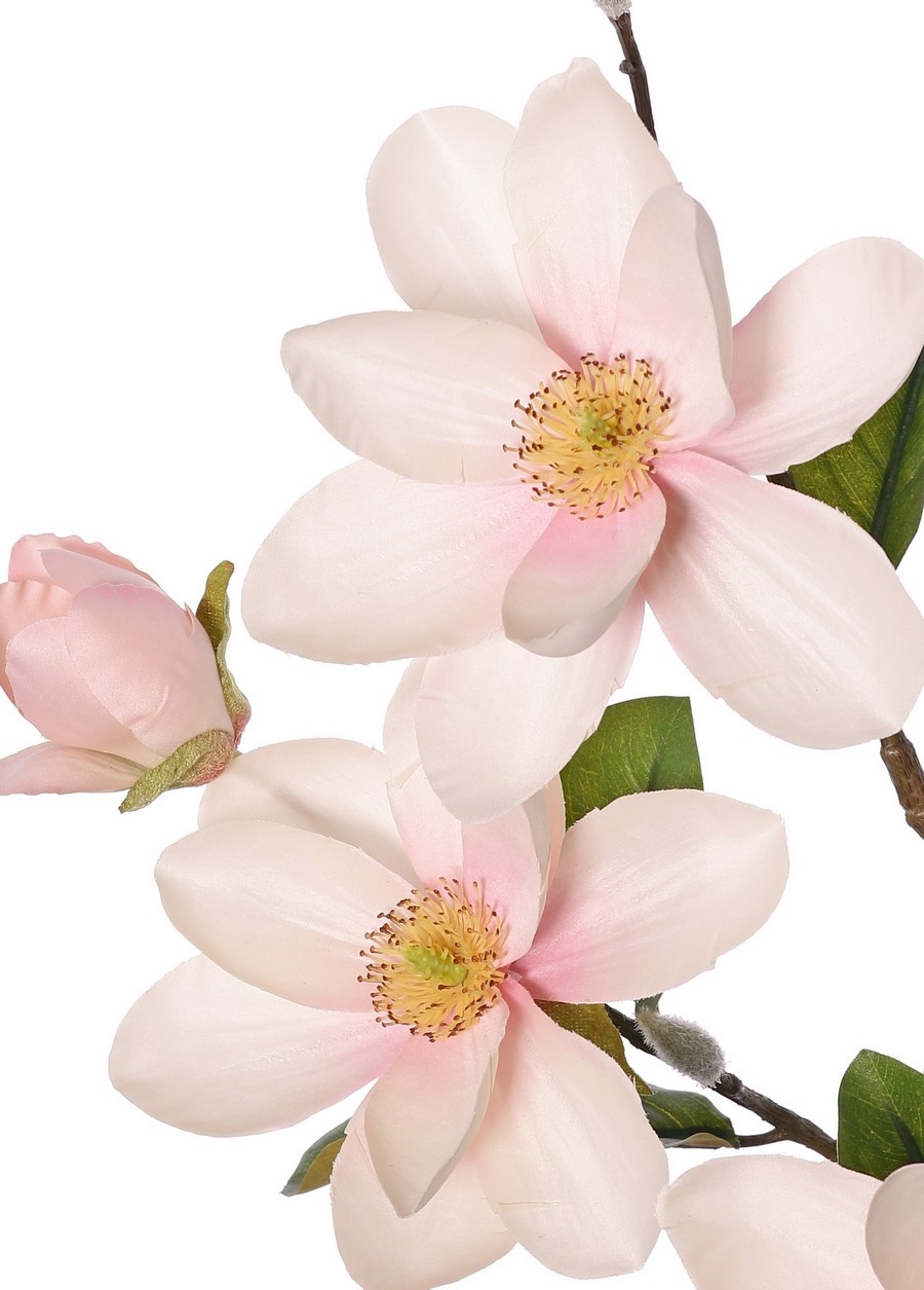Magnoliatak (Beverboom) XL, grootbloemig, 4 bloemen, 3 bloemknoppen, 3 knoppen & 8 bladeren, 91 cm -