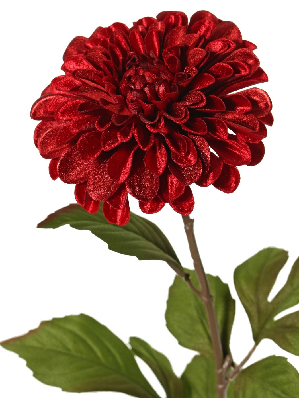 Dahlia Ø 13 cm, velvet 'Glamour' with 3 sets of lvs, 58 cm