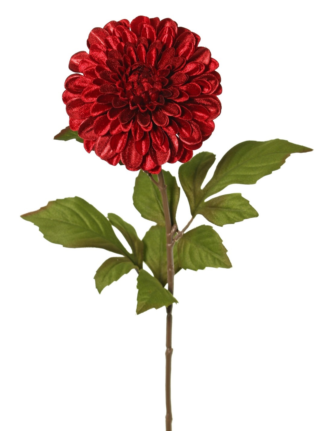 Dahlia Ø 13 cm, velvet 'Glamour' with 3 sets of lvs, 58 cm