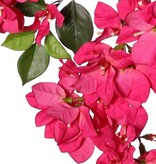 Bougainvillea spectabilis tak hangend, 140 samengestelde bloemen & 40 bladeren, 85 cm, brandvertragend