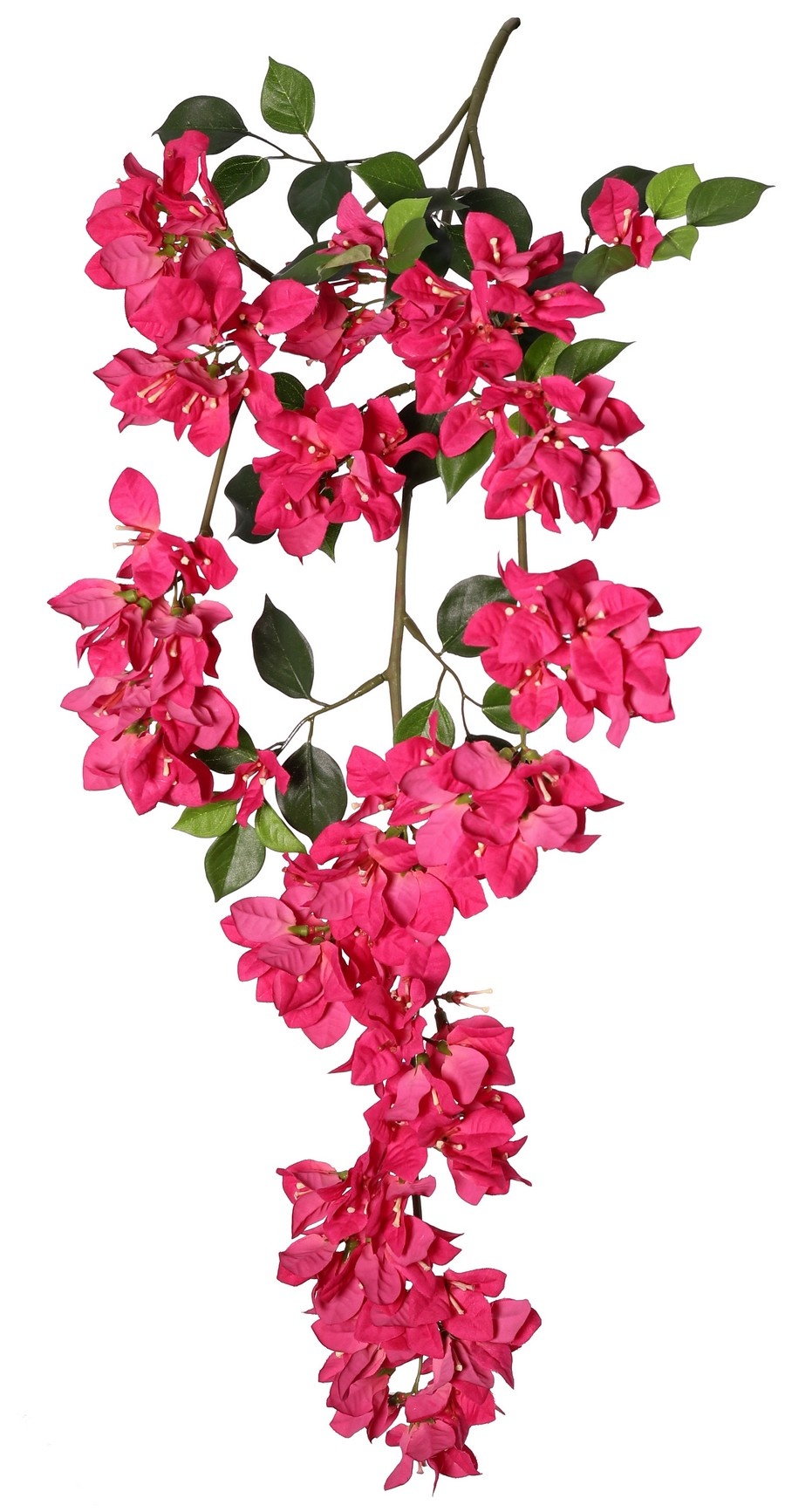 Bougainvillea spectabilis rama colgante, 140 flores compuestas y 40 hojas, 85 cm, ignífugo