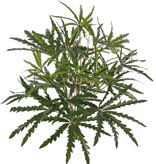 Aralia (Dizygotheca) with 189 leaves and true bamboo leaves, H 55 cm/ Ø 55 cm