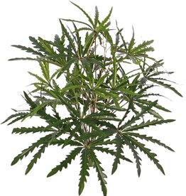 Aralia (Dizygotheca) con 189 hojas y hojas de bambú verdadero, H 55 cm / Ø 55 cm