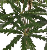 Aralia (Dizygotheca) mit 189 Blatt- und echten Bambusblättern, H 55 cm/ Ø 55 cm