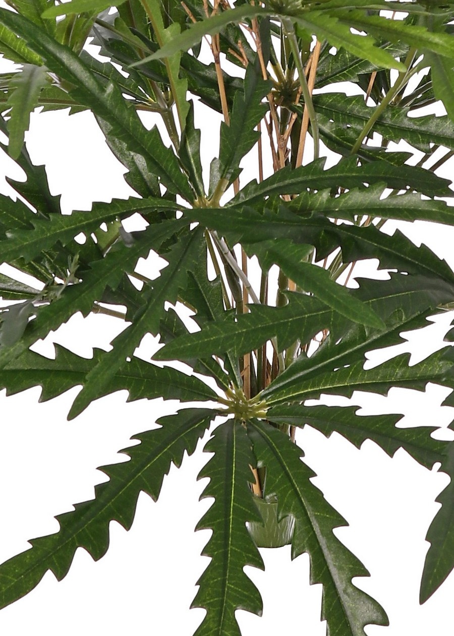 Aralia (valse) (Dizygotheca) met 189 bladeren & echte bamboetwijgjes, H 55 cm/ Ø 55 cm