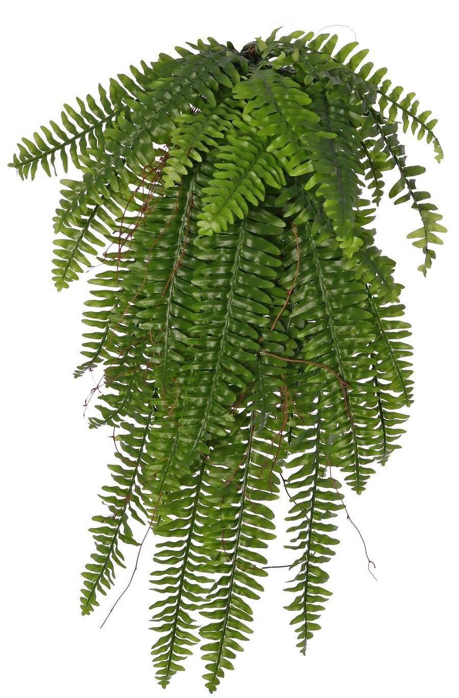Varen 'Boston' (Nephrolepsis) hangend MAXI, met 33 bladeren en houten twijgen, 90 cm