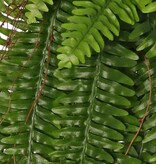 Helecho 'Boston' (Nephrolepsis) colgante MAXI, con 33 hojas y ramitas de madera, 90 cm