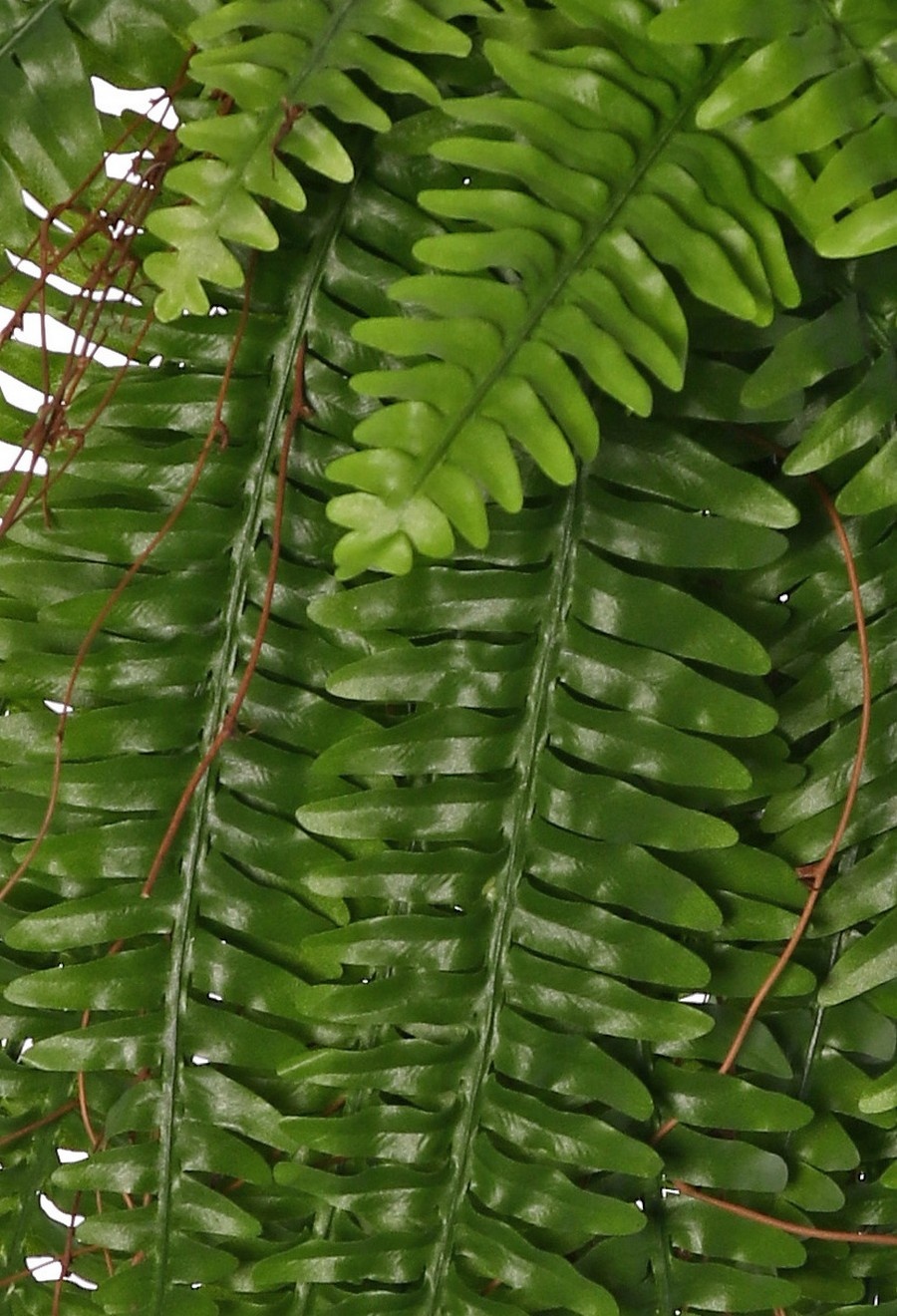 Varen 'Boston' (Nephrolepsis) hangend MAXI, met 33 bladeren en houten twijgen, 90 cm