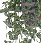 Ceropegia (string of hearts, chain of hearts) 258 hojas, resistente de rayos UV y resistente del fuego, 70 cm