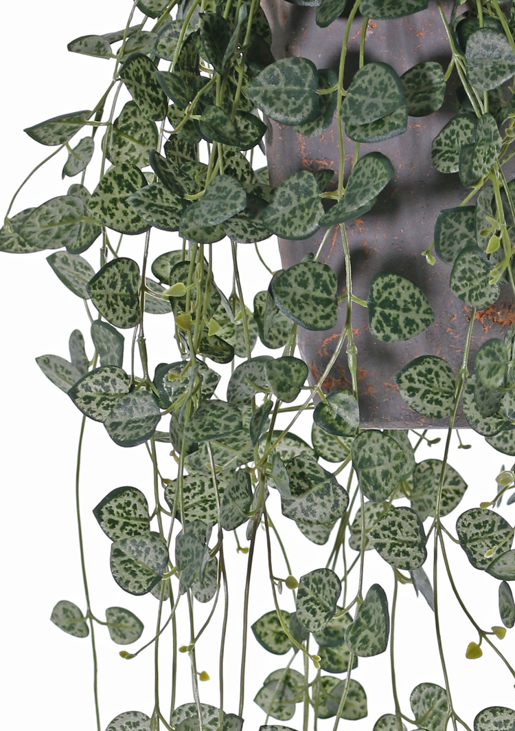 Ceropegia (string of hearts, chain of hearts) 258 hojas, resistente de rayos UV y resistente del fuego, 70 cm