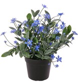 Vergeet-mij-niet (Myosotis) plantje met 80 bloemen (24 L/ 56 S) & 200 bladeren, 22 cm, in pot