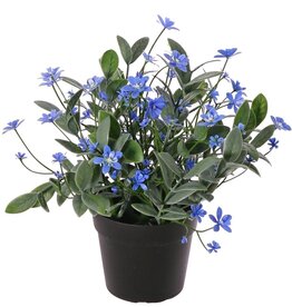 Planta de nomeolvides (Myosotis) con 80 flores (24 L/ 56 S) y 200 hojas, 22 cm, en maceta
