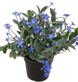 Planta de nomeolvides (Myosotis) con 80 flores (24 L/ 56 S) y 200 hojas, 22 cm, en maceta