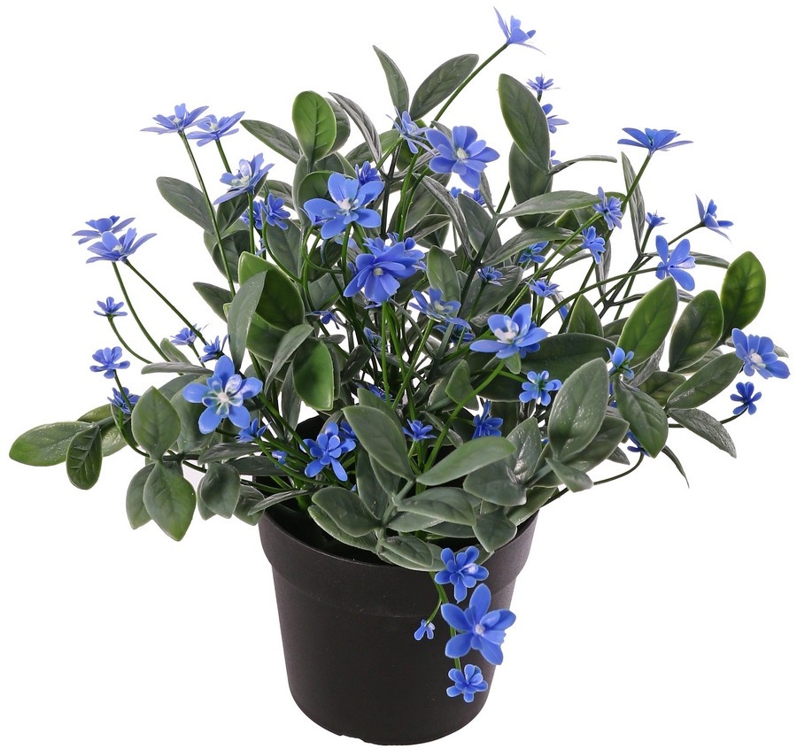 Forget-me-not (Myosotis) plant with 80 flowers (24 L/ 56 S) & 200 leaves, 22 cm, in pot