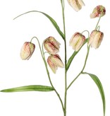 Fritillaria (Kievitsbloem) 3 vertakkingen met 9 bloemen (4X3 cm) & 4 blaadjes, 70 cm