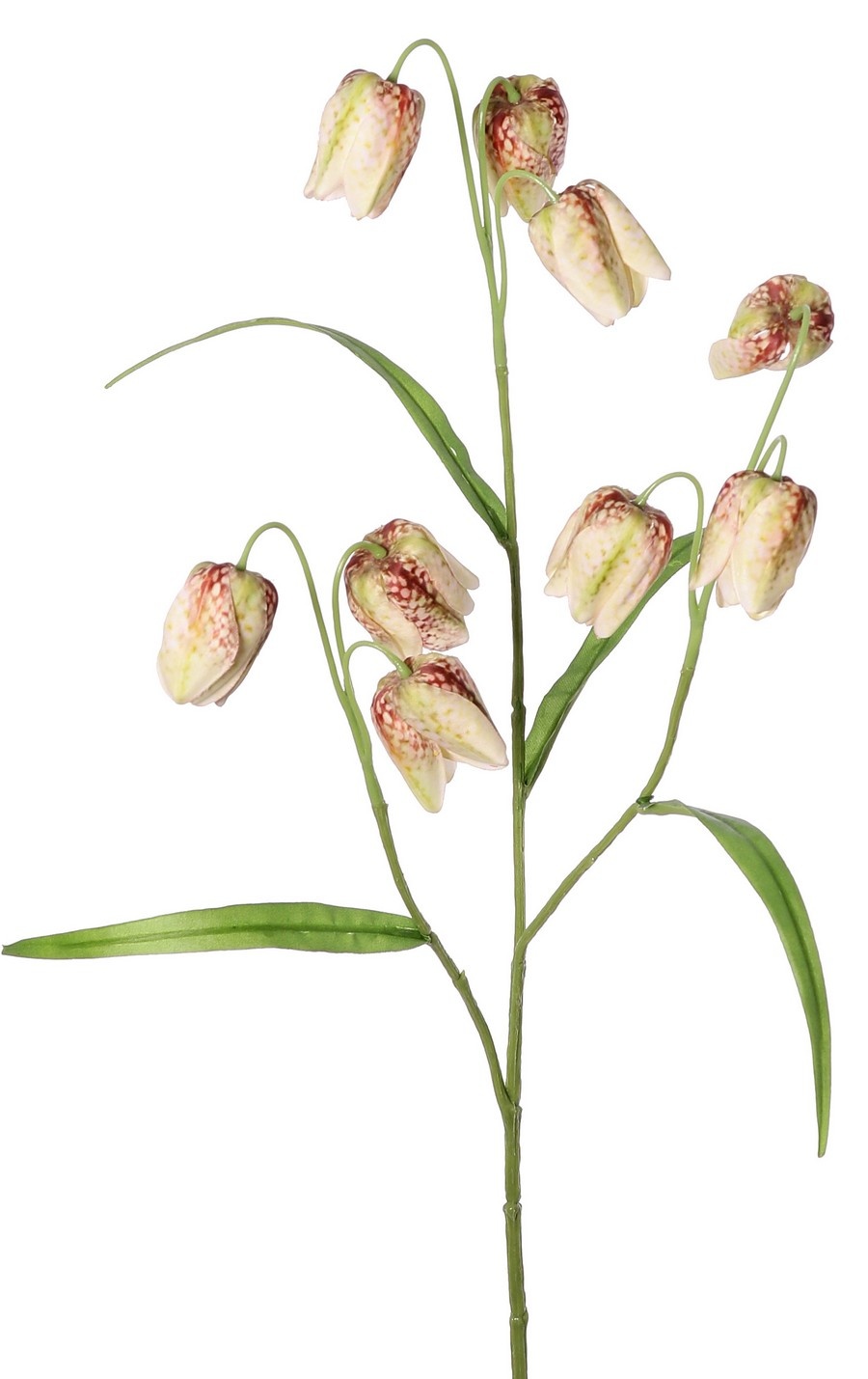 Fritillaria (Kievitsbloem) 3 vertakkingen met 9 bloemen (4X3 cm) & 4 blaadjes, 70 cm